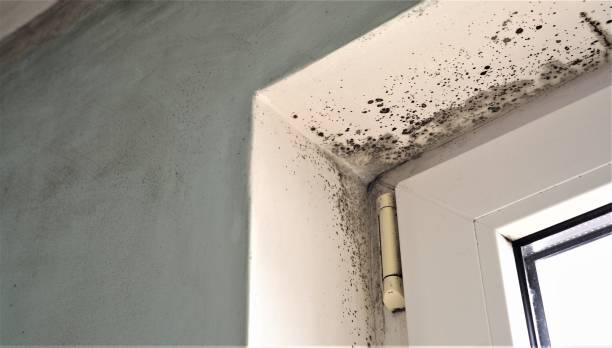 Best Environmental Consulting for Mold Prevention  in Alexandria, VA