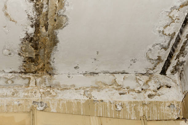 Best Industrial Mold Remediation  in Alexandria, VA