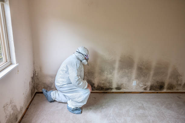 Asbestos and Lead Testing During Mold Inspection in Alexandria, VA